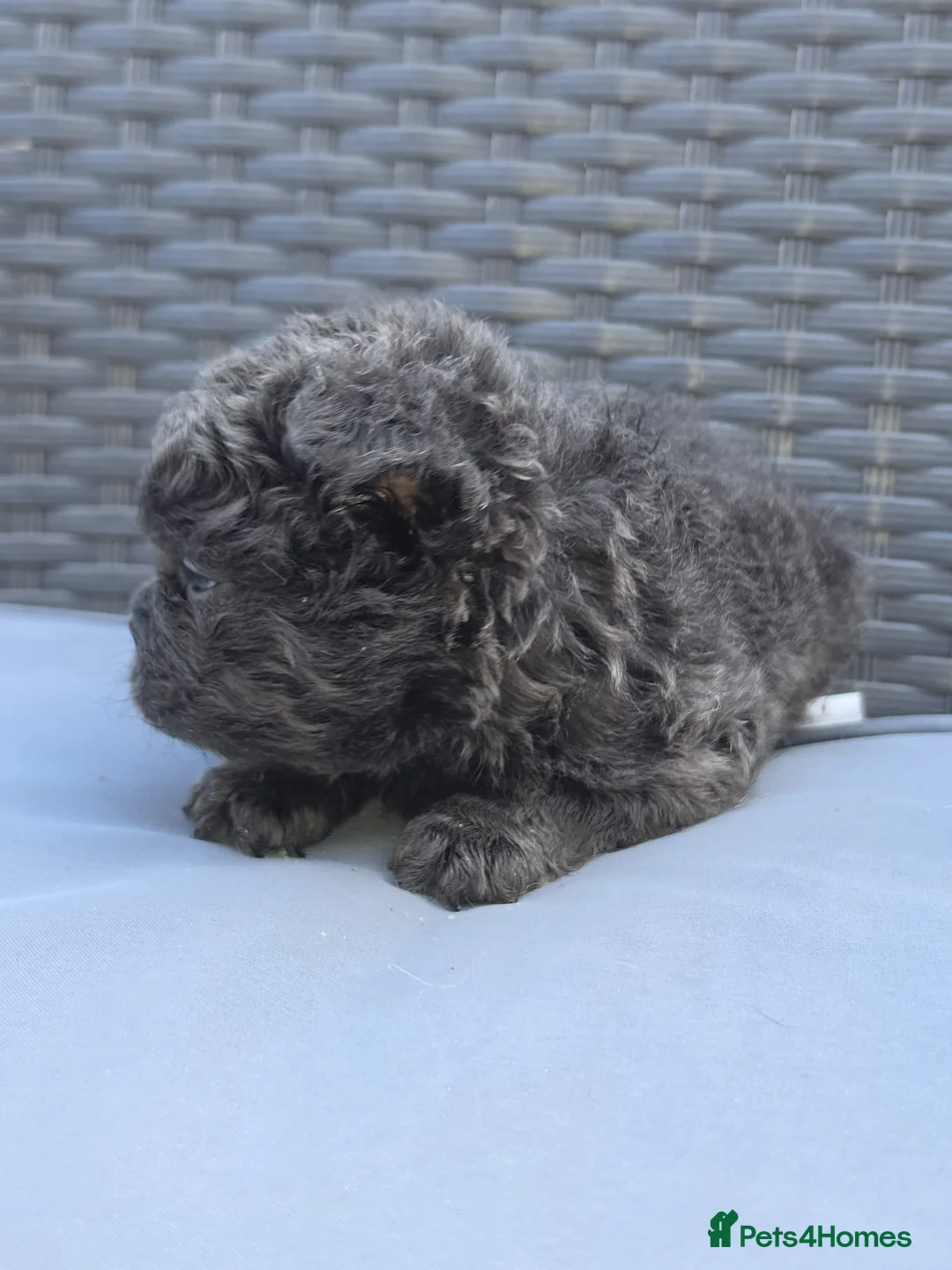 French Bulldog dogs for sale: Beautiful C2 Carrying Fluffy Frenchies - Advert 1