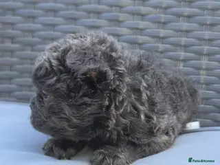 French Bulldog dogs Beautiful C2 Carrying Fluffy Frenchies - Advert 1