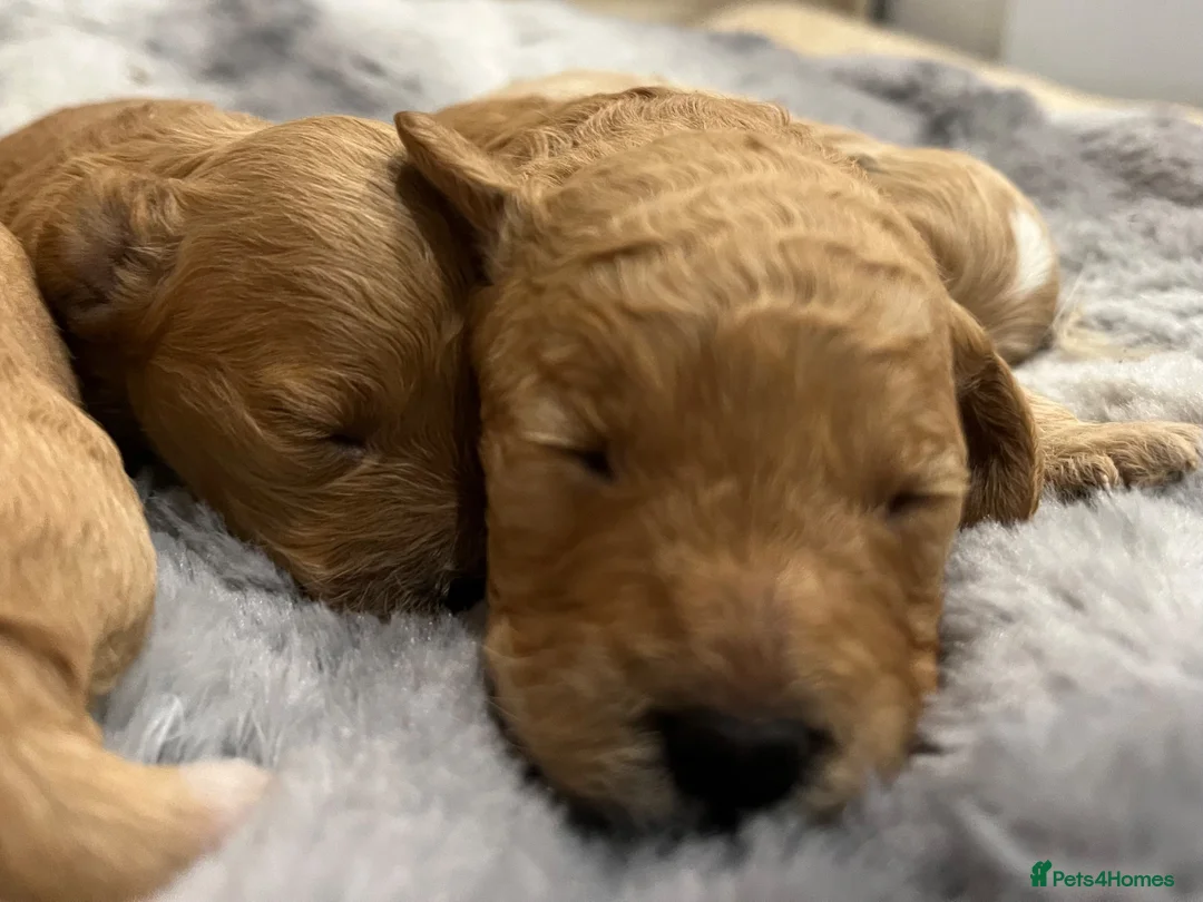 Cockapoo dogs for sale: Beautiful Cockapoo Apricot, Red 5⭐️ Health tested - Advert 14