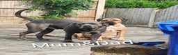 Cane Corso dogs for sale: Cane corso puppies  - Advert 28