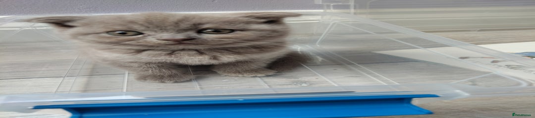 Scottish Fold Kitten 3