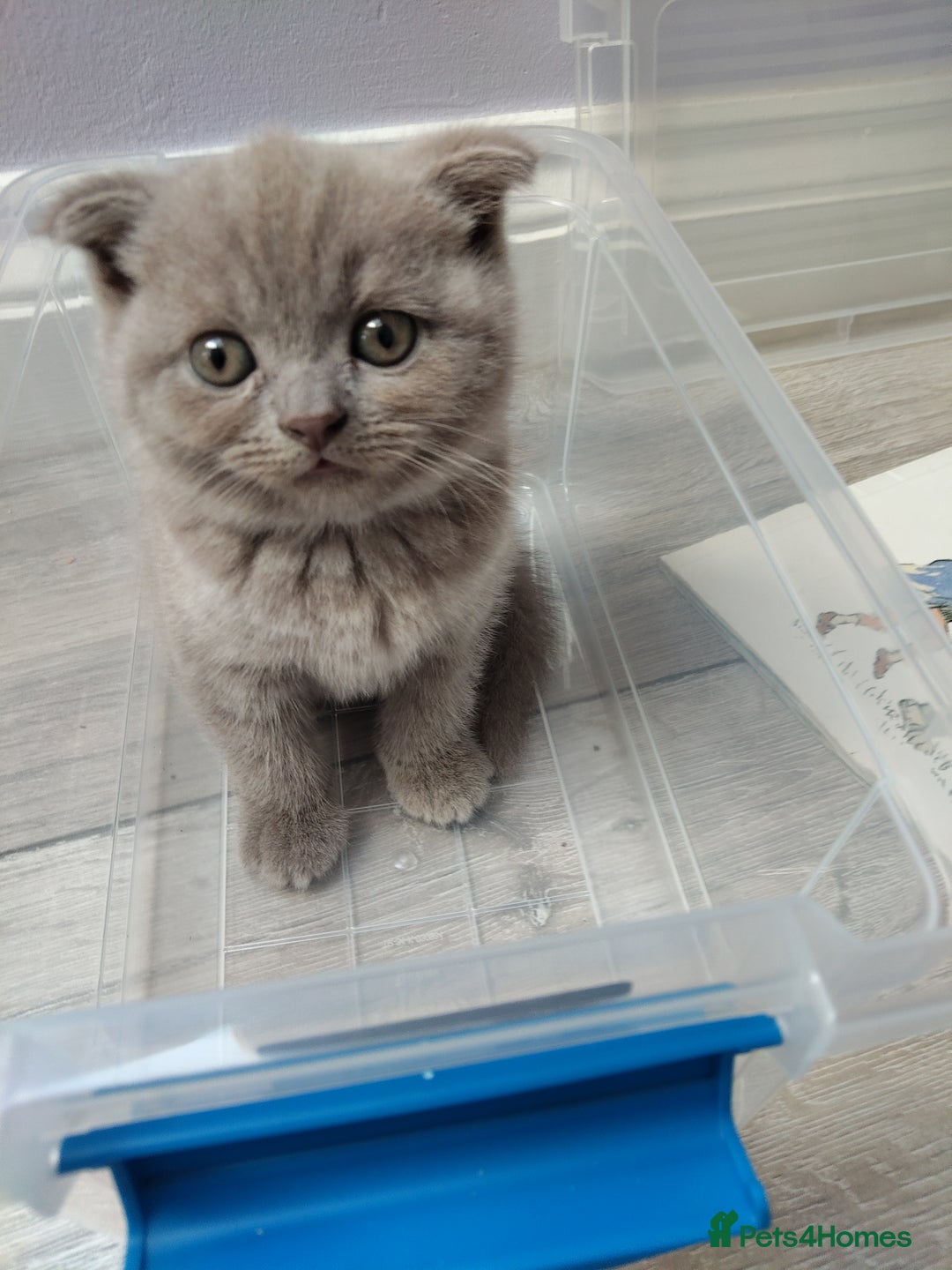 Scottish Fold cats for sale: Beautiful Scottish kittens now ready to reserve - Image 7