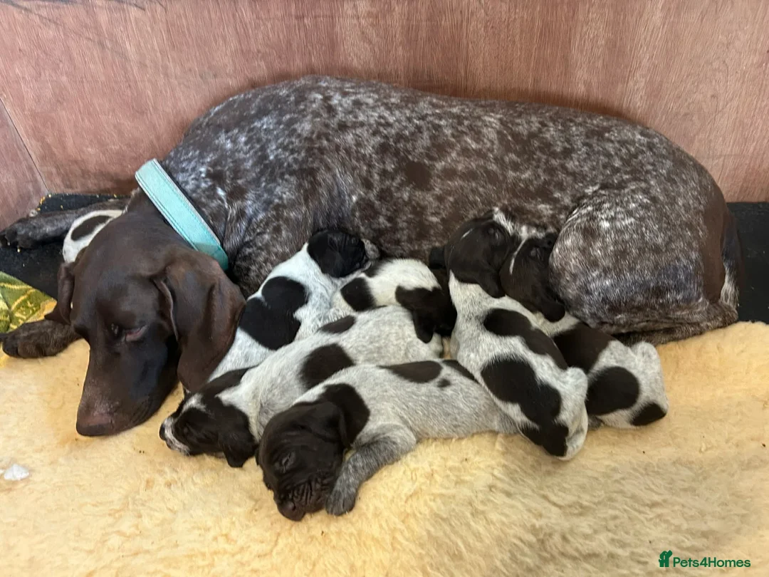 Mixed Breed dogs for sale: German pointers  - Advert 12