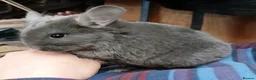 Chinchilla rodents for sale: Stunning Violet Wrap Chinchilla baby - Advert 2
