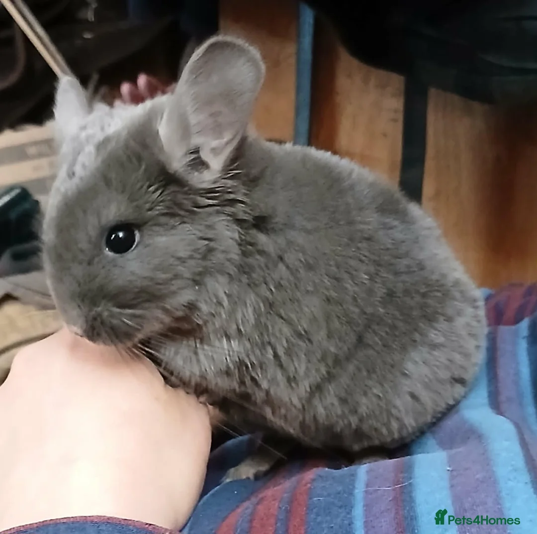 Chinchilla rodents for sale: Stunning Violet Wrap Chinchilla baby - Advert 2