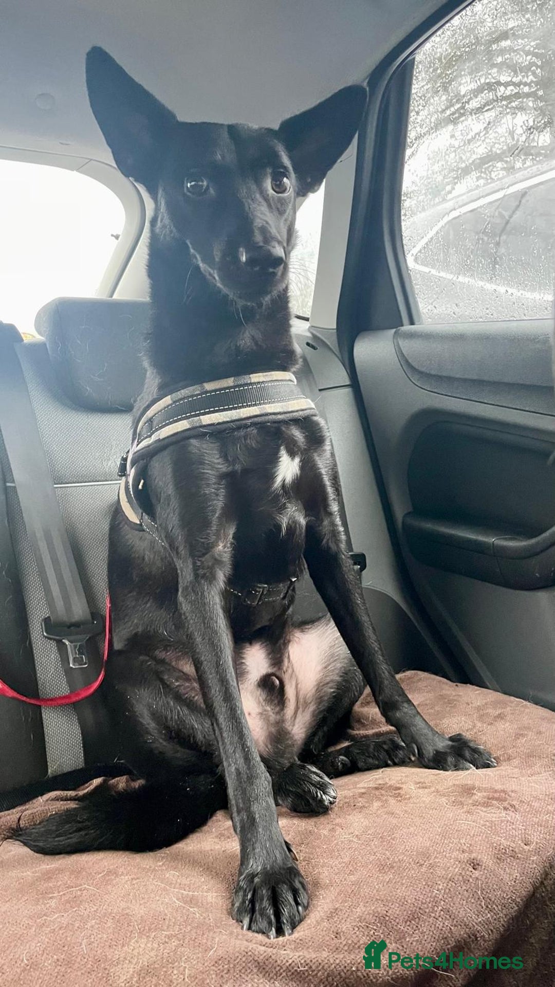 Mixed Breed dogs for adoption: Pango needs a forever home - Advert 6