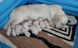 Golden Retriever dogs for sale: KC registered golden retriever puppies  - Image 4
