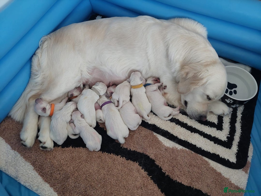Golden Retriever dogs for sale: KC registered golden retriever puppies  - Image 4