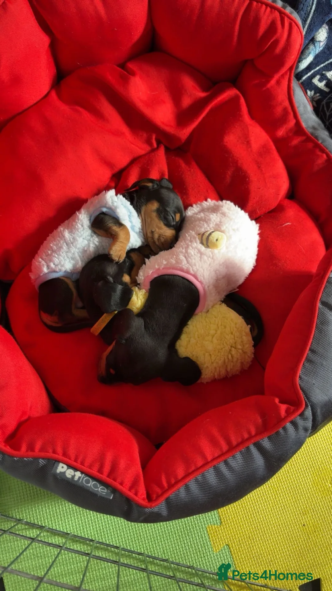 Dachshund dogs for sale: Mini/standard dachshund male  - Advert 2