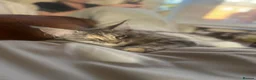 Maine Coon cats for sale: Active GCCF Female  - Advert 4