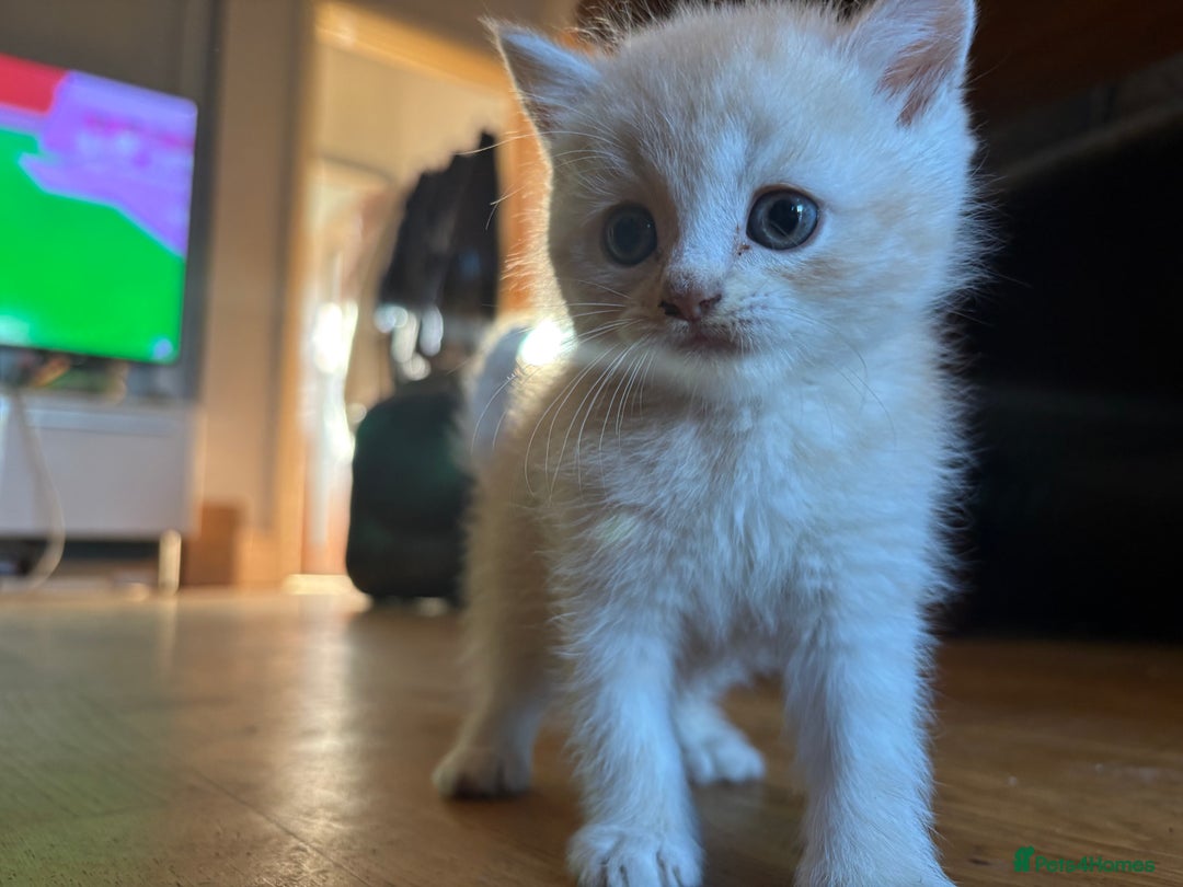 Persian cats for sale: Persians kittens  - Image 1