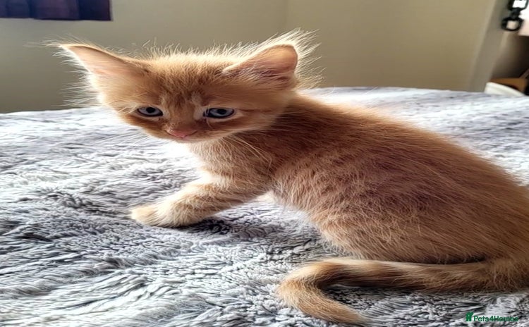 Maine Coon cats - Advert 7