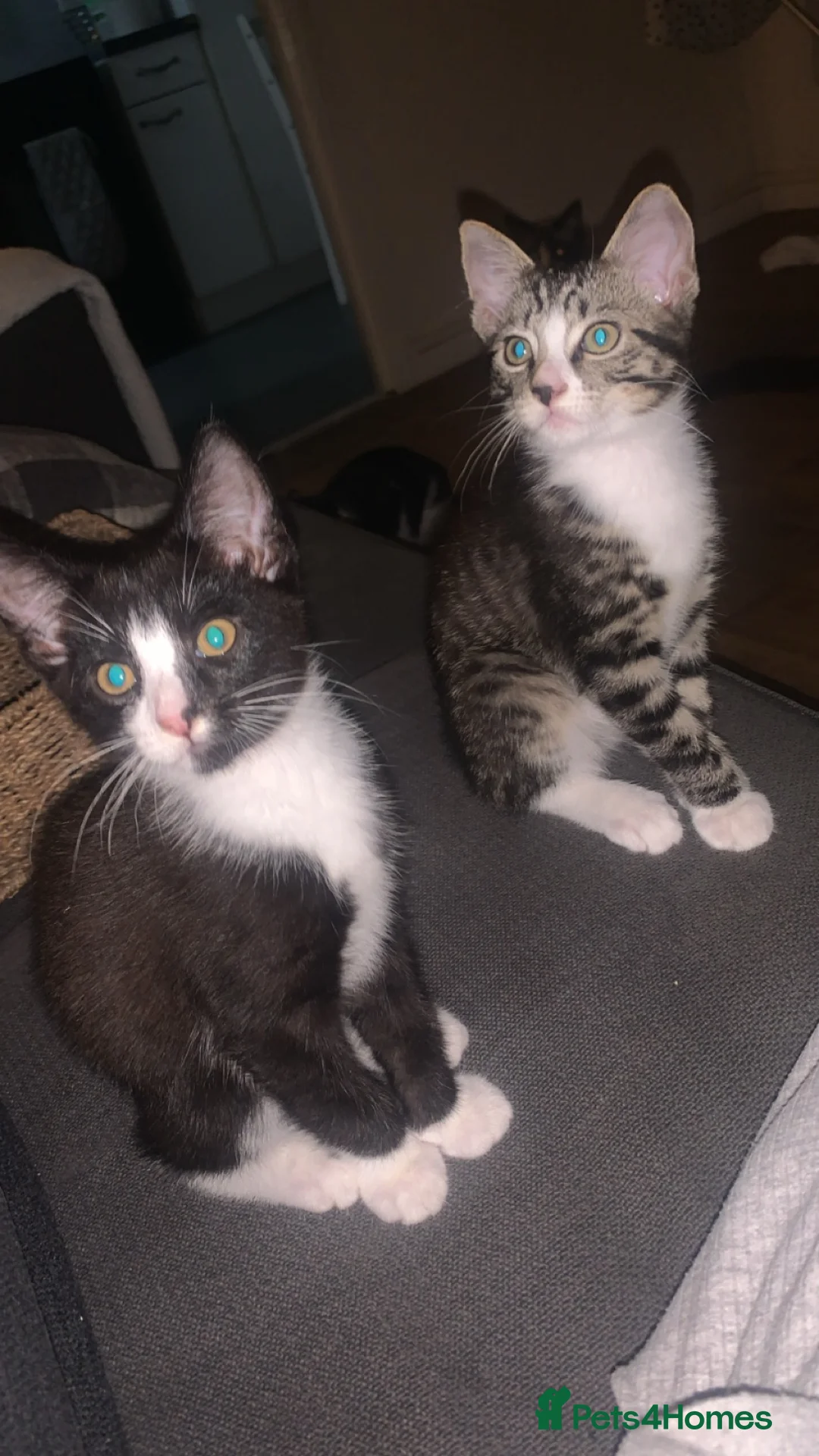 Mixed Breed cats for sale: Male black and white kitten  in Borehamwood - Advert 3