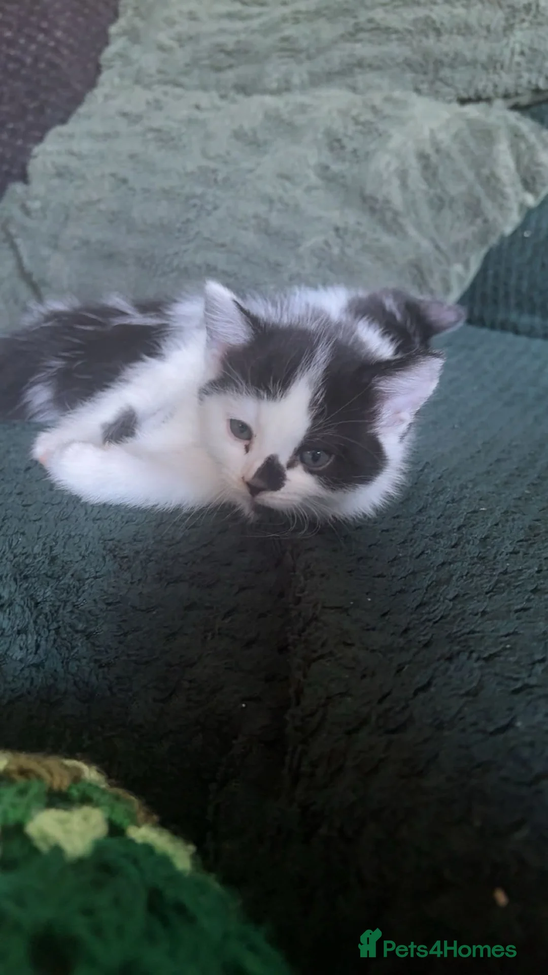 Mixed Breed cats for sale: Kittens ready for their forever home  - Advert 2