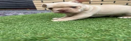 French Bulldog dogs for sale: Stunning French Bulldog Puppies in Norwich - Advert 33