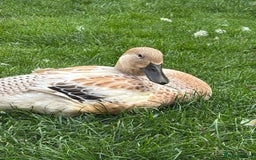 Ducks poultry for sale: 4 female welsh harlequin and 1 khaki Cayuga  - Image 3