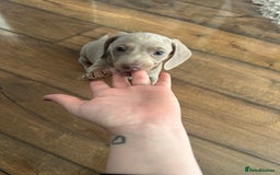Dachshund dogs for sale: Winston - Image 8