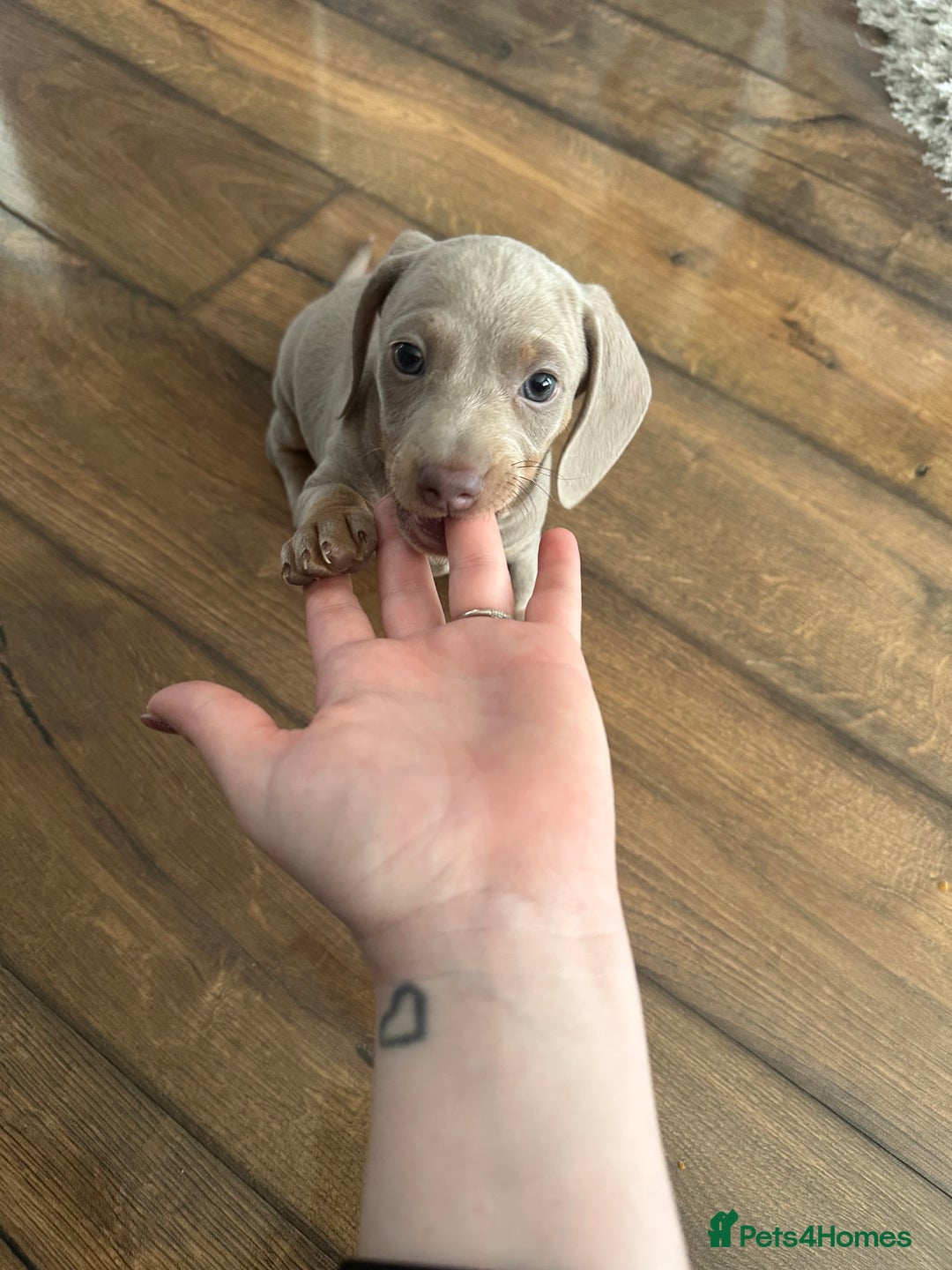Dachshund dogs for sale: Winston - Image 8