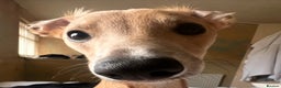 Whippet dogs for stud: Petite Male Whippet to Stud  - Advert 16