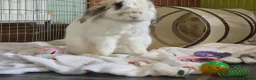English Spot rabbits for sale: Neutred beautiful boy looking gor his forever home - Advert 32