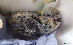 Pigeons birds for sale: Pigeons [Semi Hand-Raised] - Fancy & Racing Breeds - Image 9
