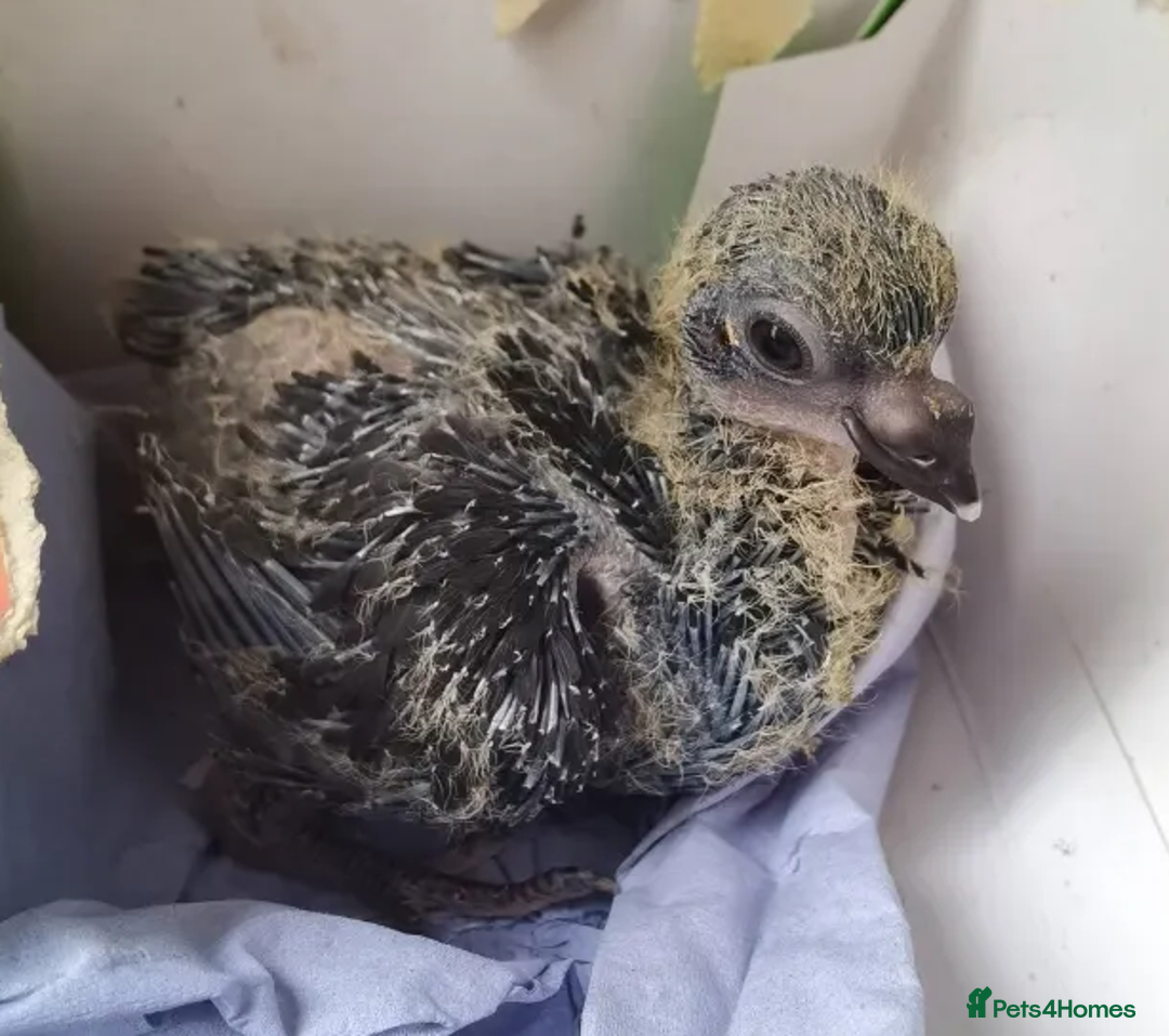 Pigeons birds for sale: Pigeons [Semi Hand-Raised] - Fancy & Racing Breeds - Image 9
