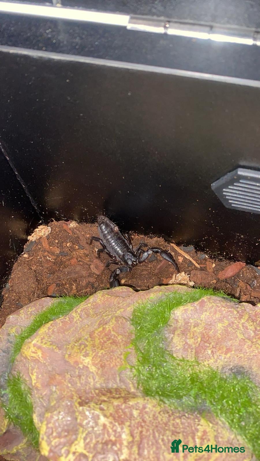 Scorpions invertebrates Asian forest scorpion - Advert 1