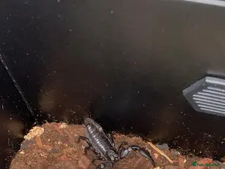 Scorpions invertebrates Asian forest scorpion - Advert 2