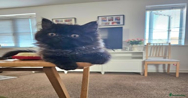 Persian cats - Advert 7