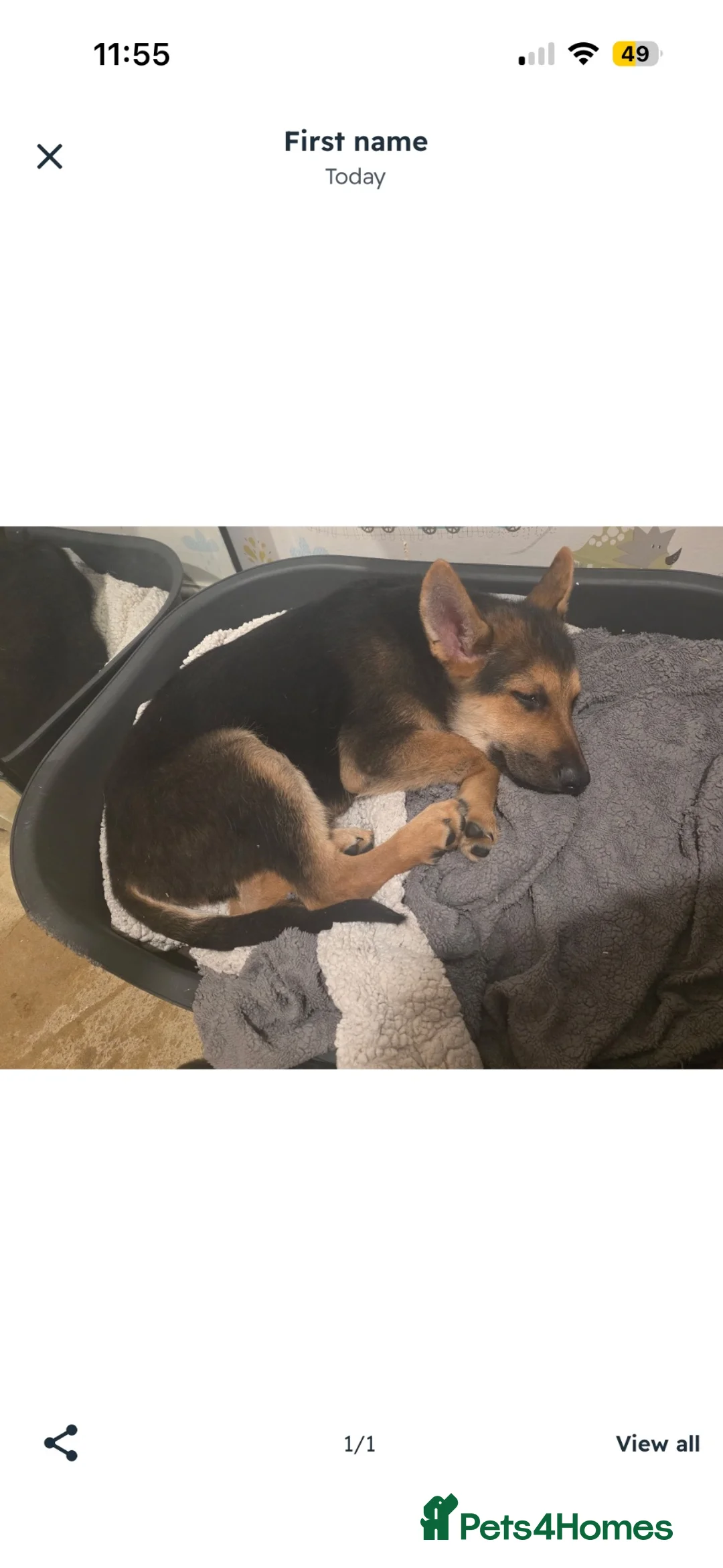 German Shepherd dogs for sale: 14 week old German shepherd  - Advert 2