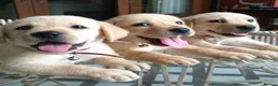 Labrador Retriever dogs for sale: Stunning Labrador puppies  - Advert 1