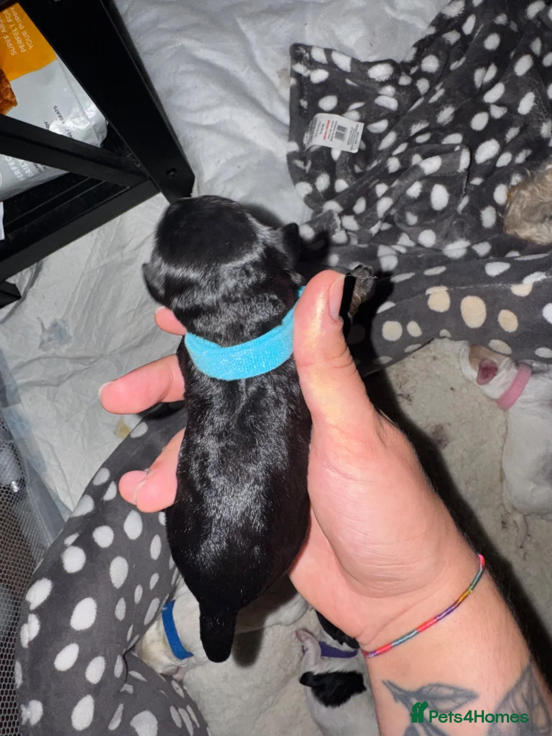Mixed Breed dogs for sale: Beautiful Cockapoo x Jackapoo Puppies - Advert 10