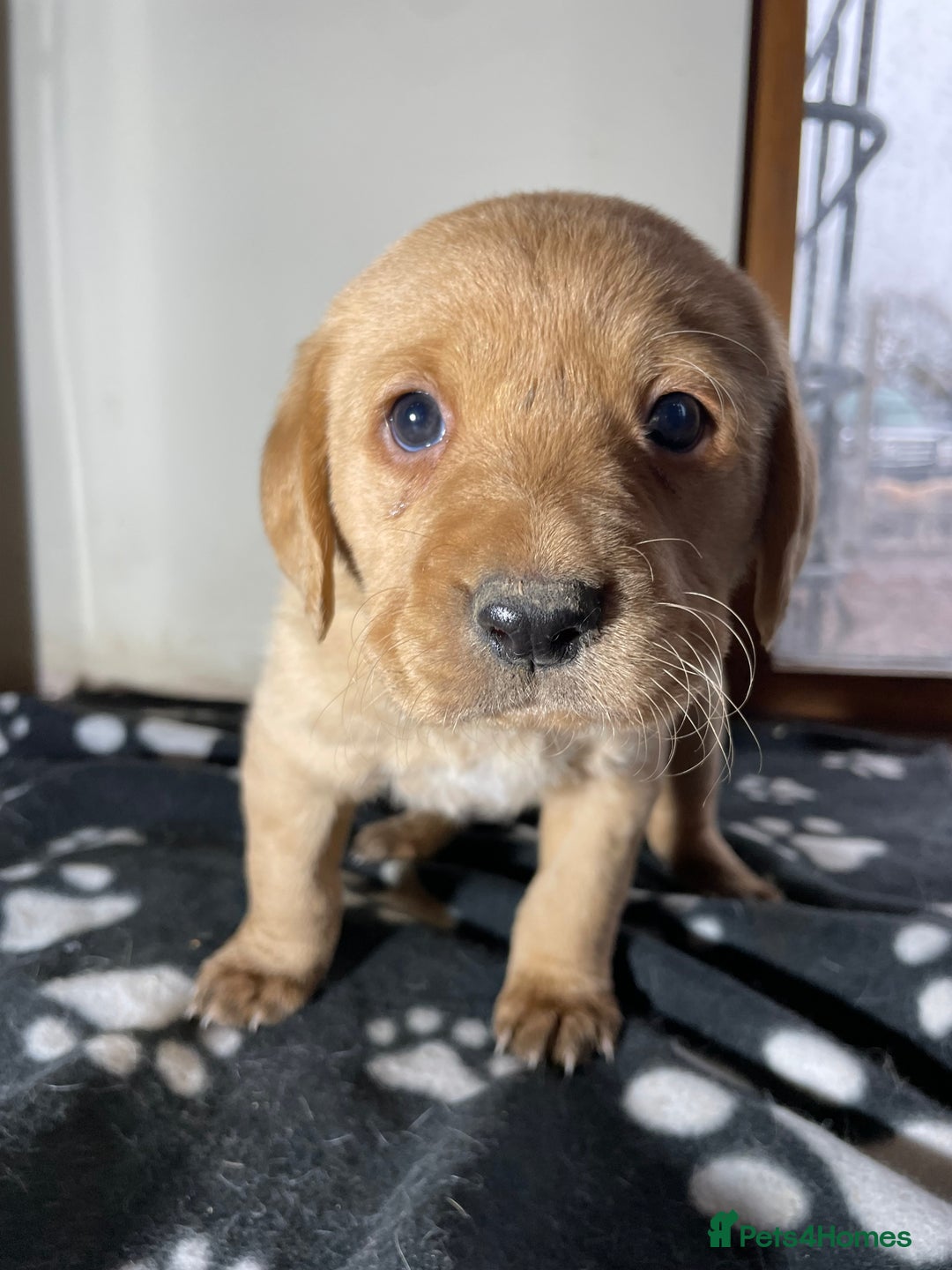 Labrador Retriever dogs for sale: Ready now Stunning chunky fox red pups - Advert 8