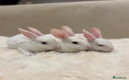 Rex rabbits for sale: Beautiful Mini Rex available to reserve🏡🤍 - Image 6