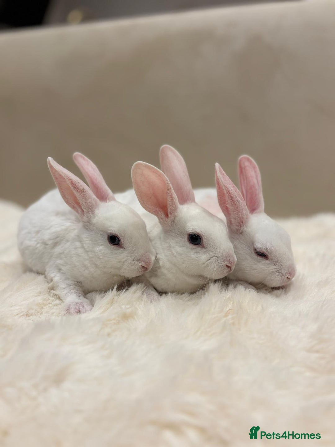 Rex rabbits for sale: Beautiful Mini Rex available to reserve🏡🤍 - Image 6