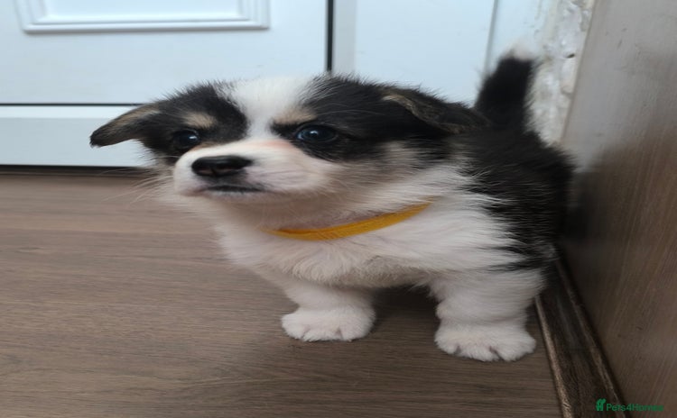 Welsh Corgi Pembroke dogs - Advert 1