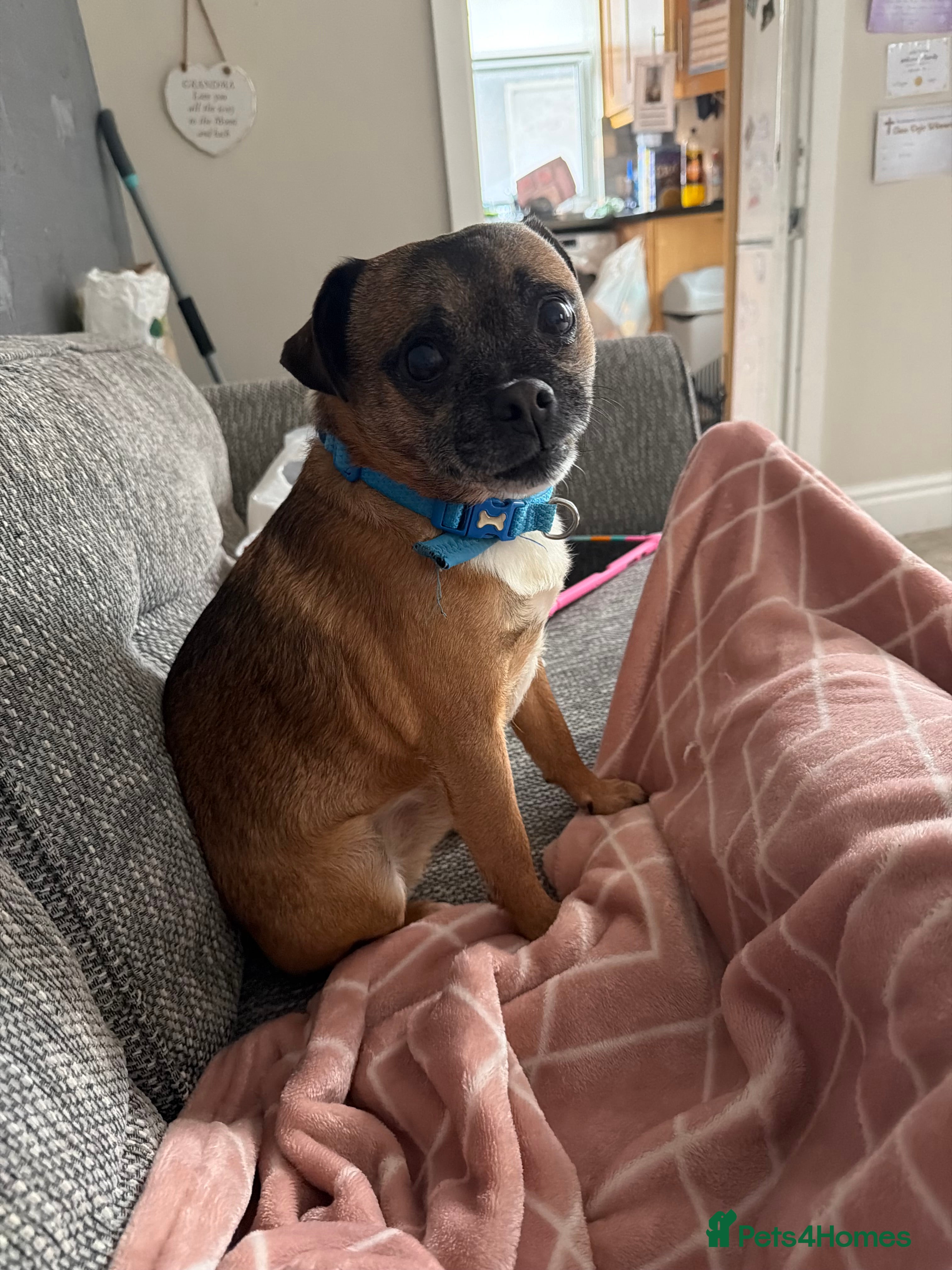 Mixed Breed dogs Rocco the jug - Advert 1