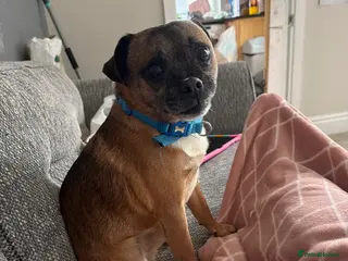 Mixed Breed dogs Rocco the jug - Advert 1