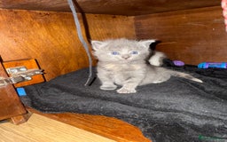 Domestic Shorthair cats for sale: 2 female kittens left for sale  in Bristol - Image 6