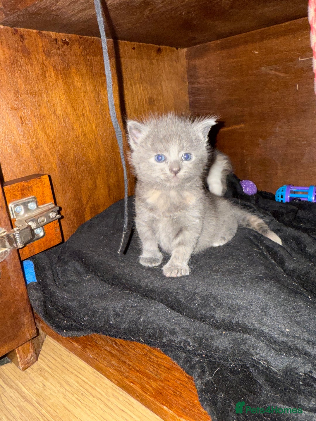 Domestic Shorthair cats for sale: 2 female kittens left for sale  in Bristol - Image 6