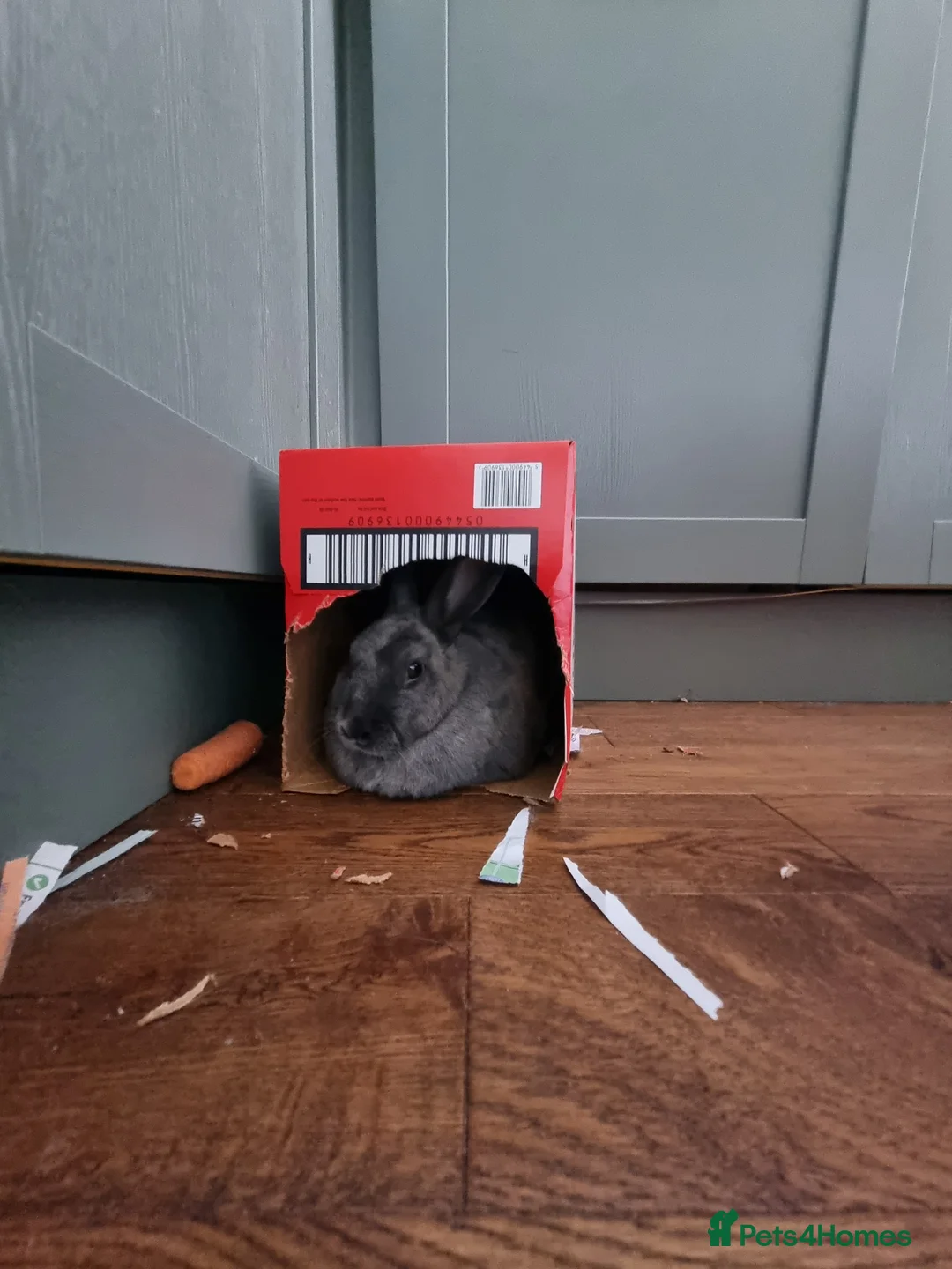 Rex rabbits for sale: Peanut - Advert 3