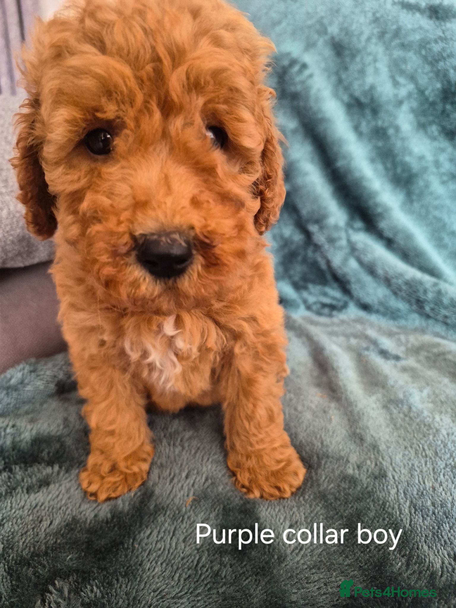 Mini Goldendoodle dogs Miniature Goldendoodle pups - Advert 1