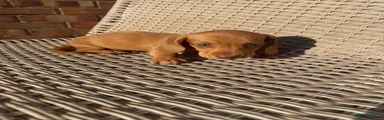 Miniature Dachshund 4