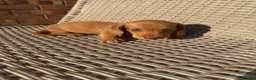 Miniature Dachshund dogs for sale: Long haired miniature dachshund - Advert 11
