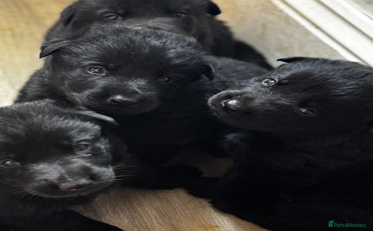 German Shepherd dogs - Advert 2