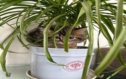 Bengal cats for sale: Bengal x Persian  - Image 2