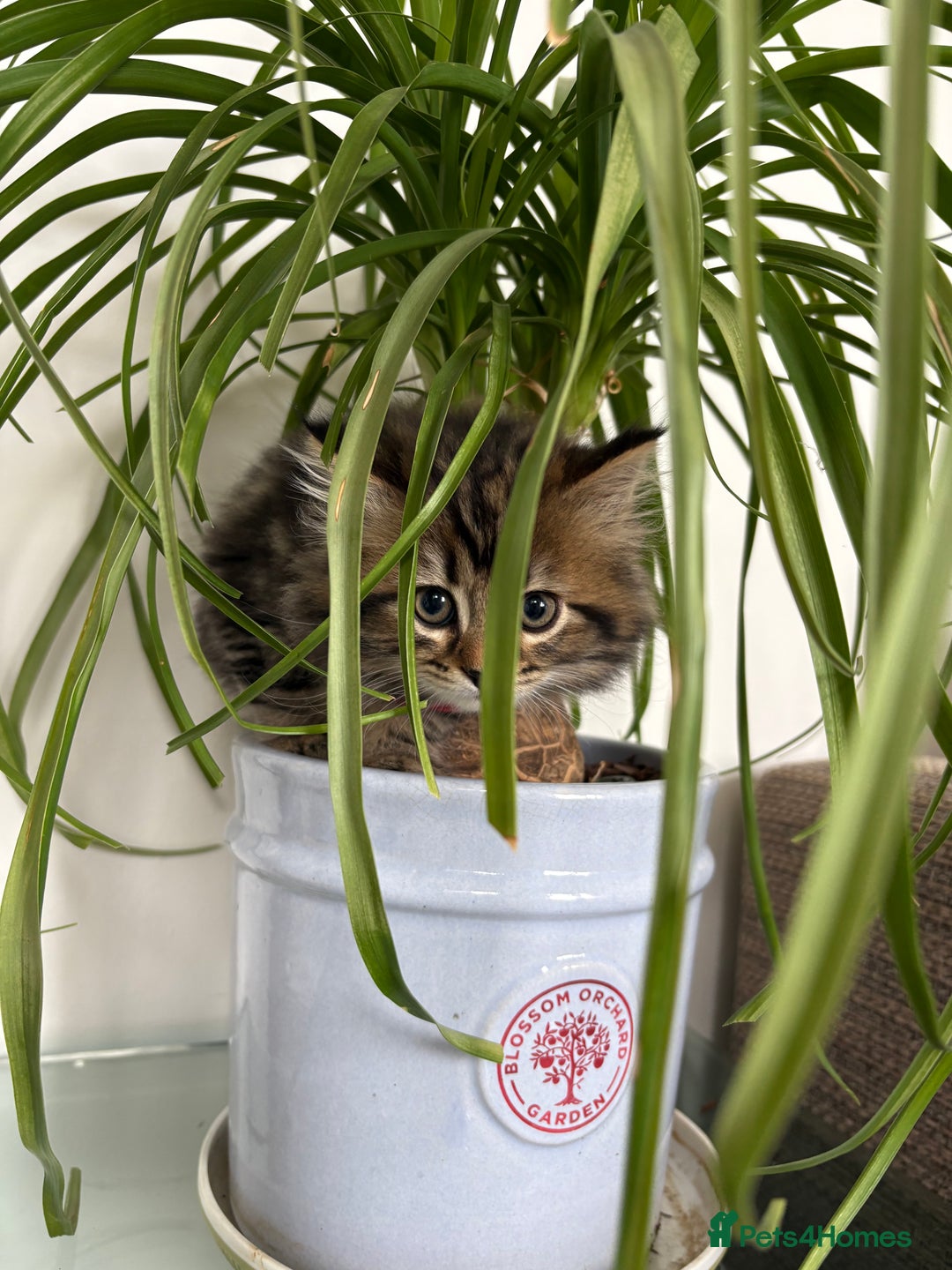 Bengal cats for sale: Bengal x Persian  - Image 2