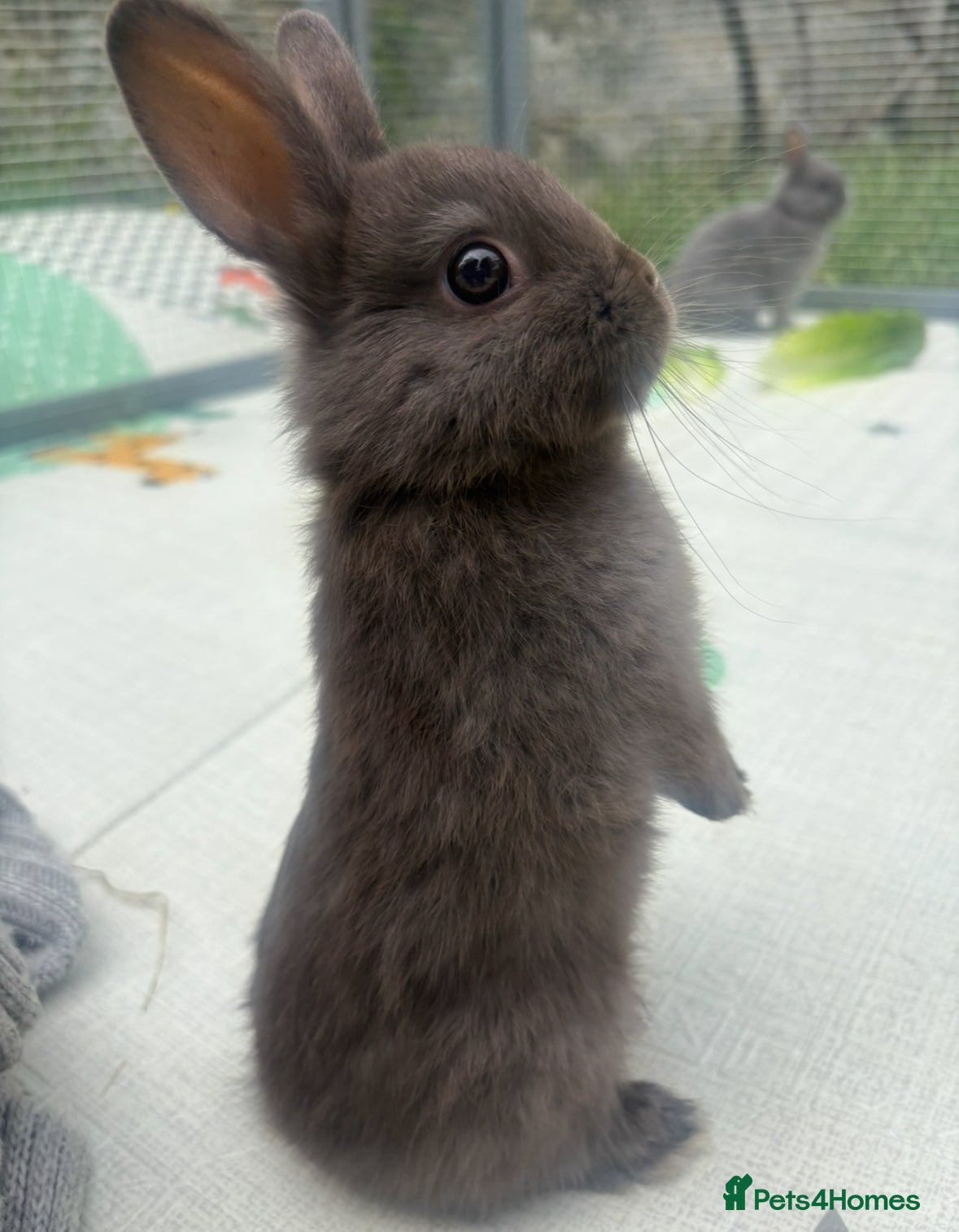 Netherland Dwarf rabbits Netherland dwarf bunnies   - Advert 18