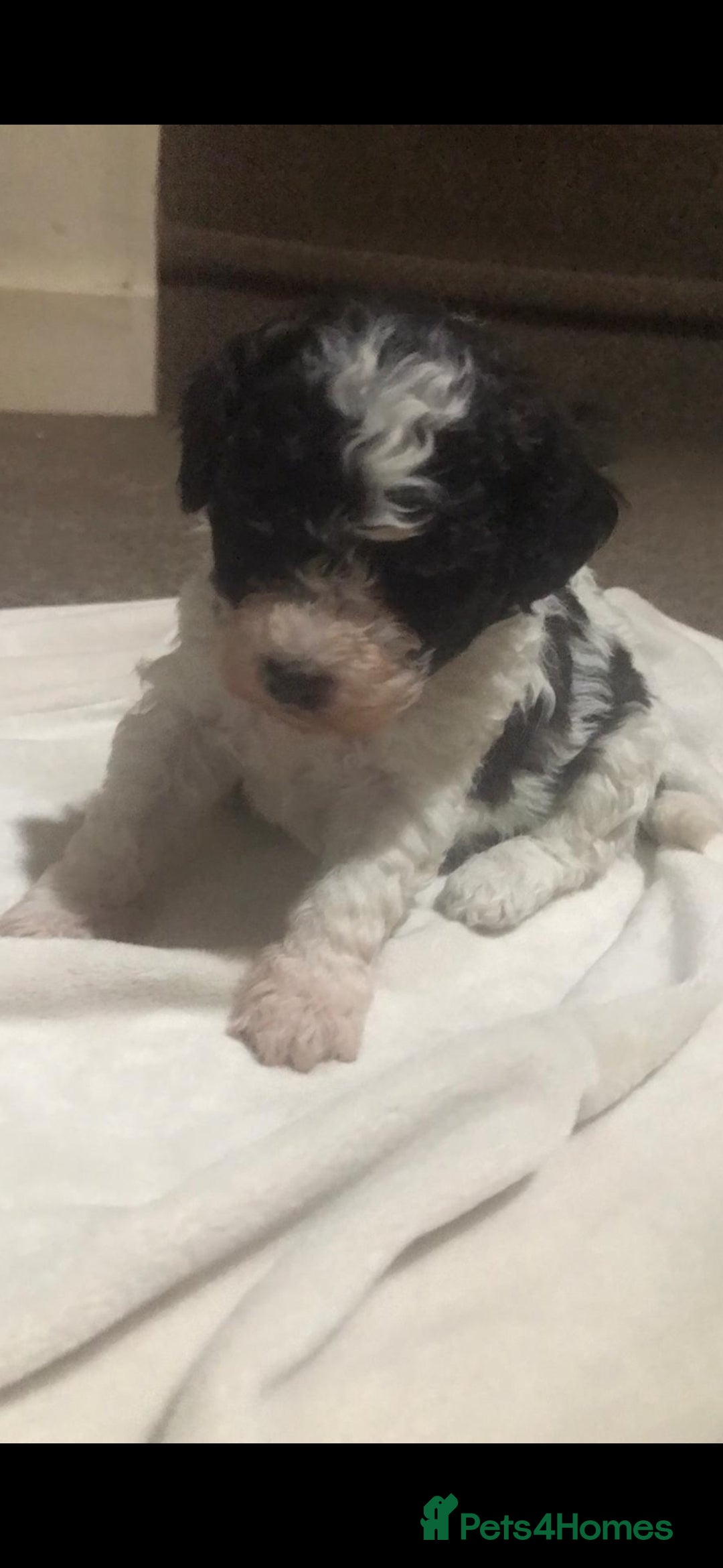 Shihpoo dogs for sale: Stunning shipoo f1b puppies - Advert 5