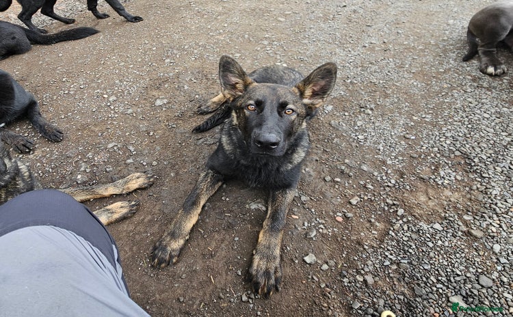 German Shepherd dogs - Advert 14